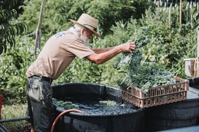 7-26-2022_givinggardenharvest-54